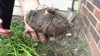 Harvesting the Potato Plant