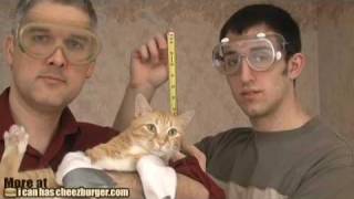 Advanced Cat Yodeling