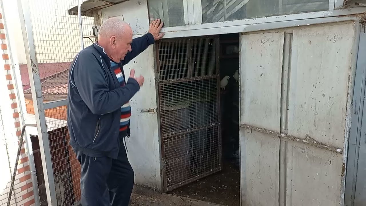 Широкохвостые голуби на продажу.