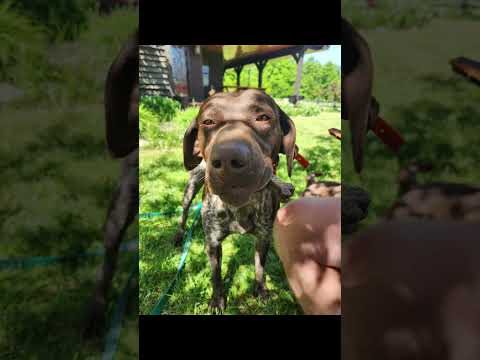 Video Homesteading is planting seeds today for generations we may never see.