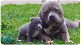 Pops and Pups l American Bully XXL Dog with His Son