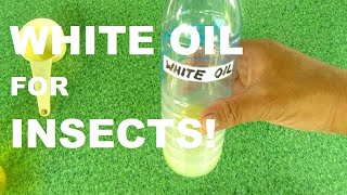 WHITE OIL FOR INSECTS! | PLANT CARE | GARDENING PHILIPPINES