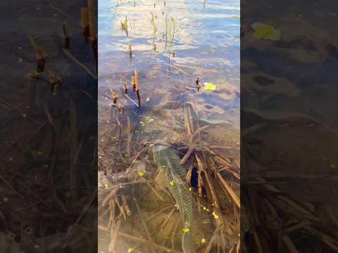 Epic Hand Fishing