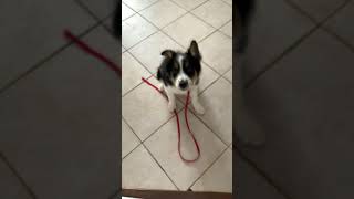 Puppy Training TidBits - Good Puppy Management Shorts