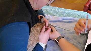 Penn Foster Externship 2 Skill 45 Rabbit Venipuncture