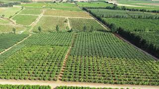 The Beautiful Grapevines of Lebanon: Enjoy West Bekaa Valley Drone Views: Wine Season is On!