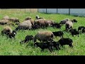 Романовские овцы -   первый выход детского сада