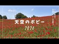 秩父おもてなしTV が「見ごろ！天空のポピー2026」をライブ配信！