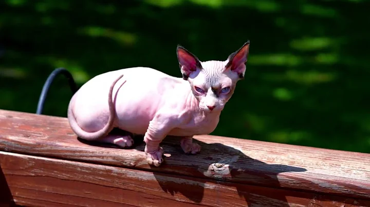 Watch the video about Meet Chippy - 29 Wks Old Bambino Male Kitten Bright Blue Eyes - Available Now - Hairless Cattery