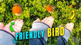 Bird Lands on Lady’s Hand When It Noticed She Was Near