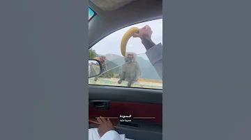 قرد يهجم علي مجموعه شباب فالسوده ابها 