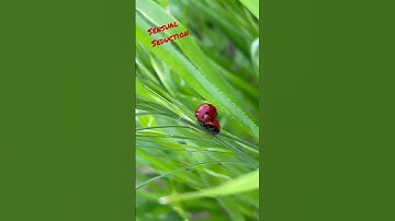 Doing Snoop Dogg proud out here #snoopdogg #ladybug #love #losangeles #insects #insectos