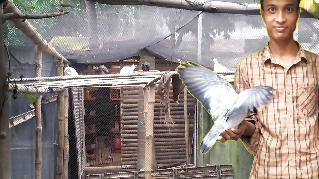 আরিফ ভাই এর কবুতর খামার | Pigeon farm in Bangladesh | kobutor khamar bd | Nice pigeon house