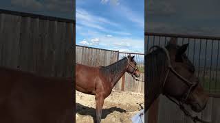 Preparing a horse for the patience pole #groundwork #horse