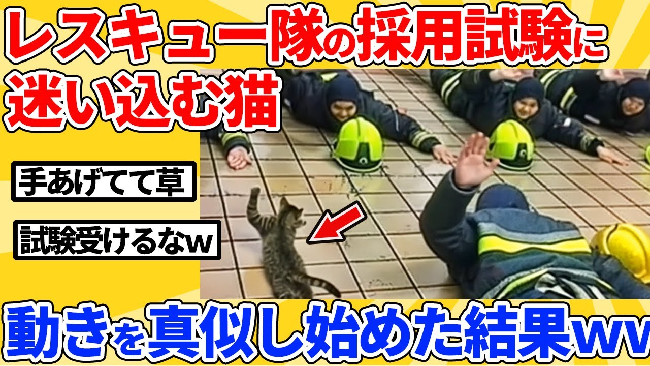 【2ch動物スレ】レスキュー隊の採用試験中に猫登場→動きを真似し始めた結果ｗｗｗｗｗ