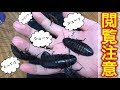 鳴くゴキブリ!?マダガスカルオオゴキブリの飼い方