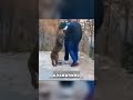 САМКА привела спасателей к малышу 😳🔥🐆