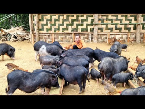 Girls Build Farm life freely in the jungle | Ban Thi Diet