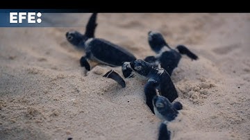 Programa de conservación logra recuperar poblaciones de tortuga marina en la Riviera Maya