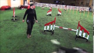 Freya and Pixie agility training 17.1.2015