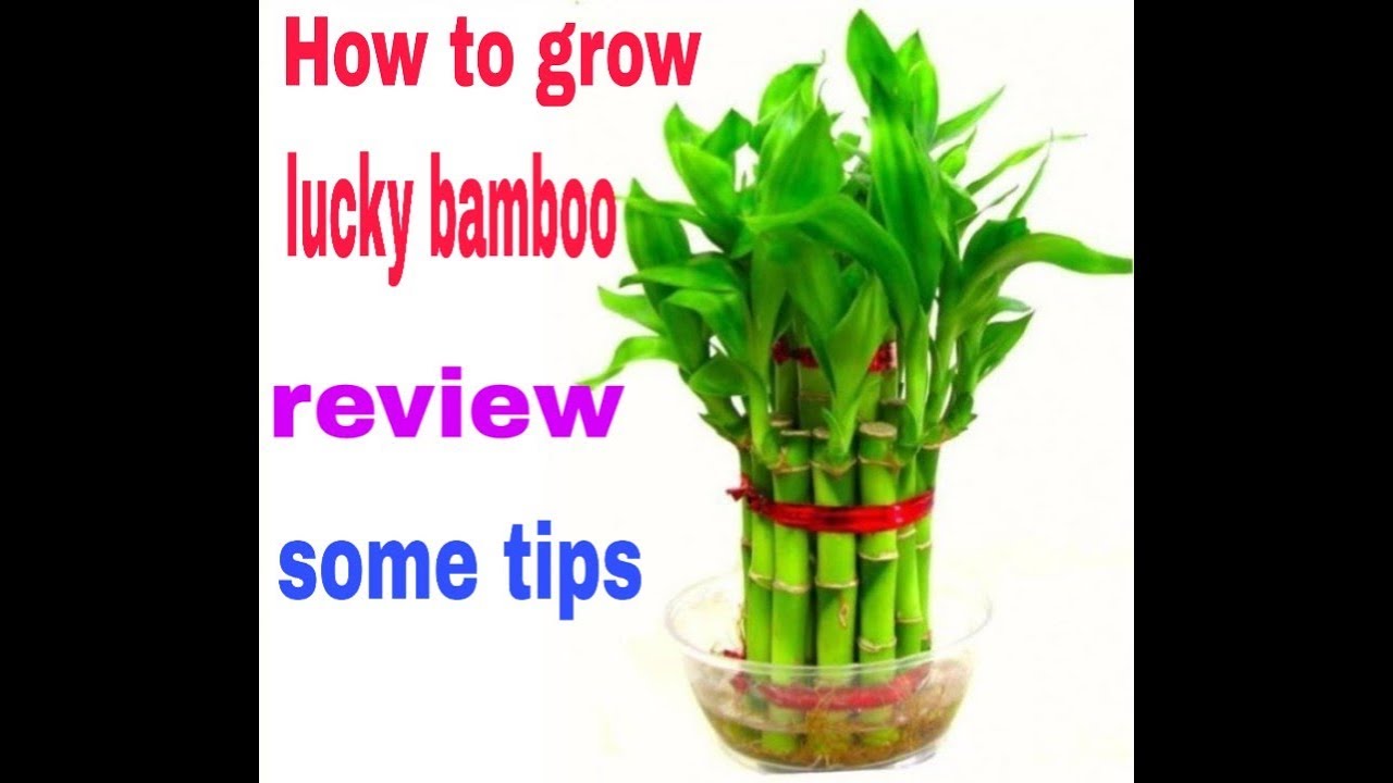 How to Grow Lucky Bamboo by Cutting Fun Gardening 14 july, 2019