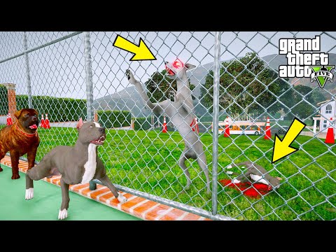 KATİL DOBERMAN AZRAİL YUVAMIZI BASIYOR! - GTA 5 PİTBULL'UN HAYATI