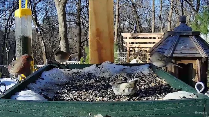 Birds in Our Yard! 11 24 22  - Tim and Linda's Gar...