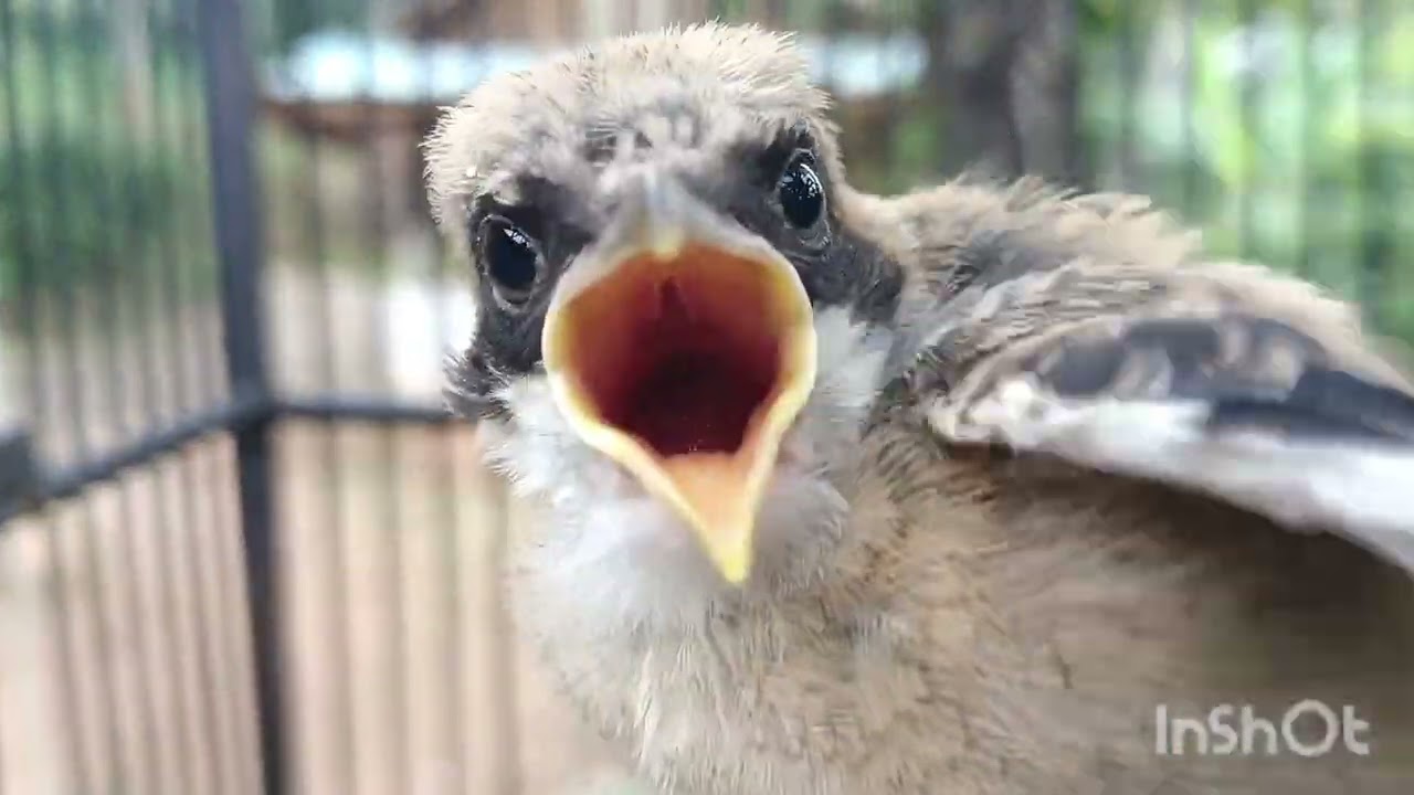 SUARA ANAKAN BURUNG CENDET MINTA LOLOH -
