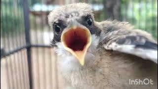 SUARA ANAKAN BURUNG CENDET MINTA LOLOH -