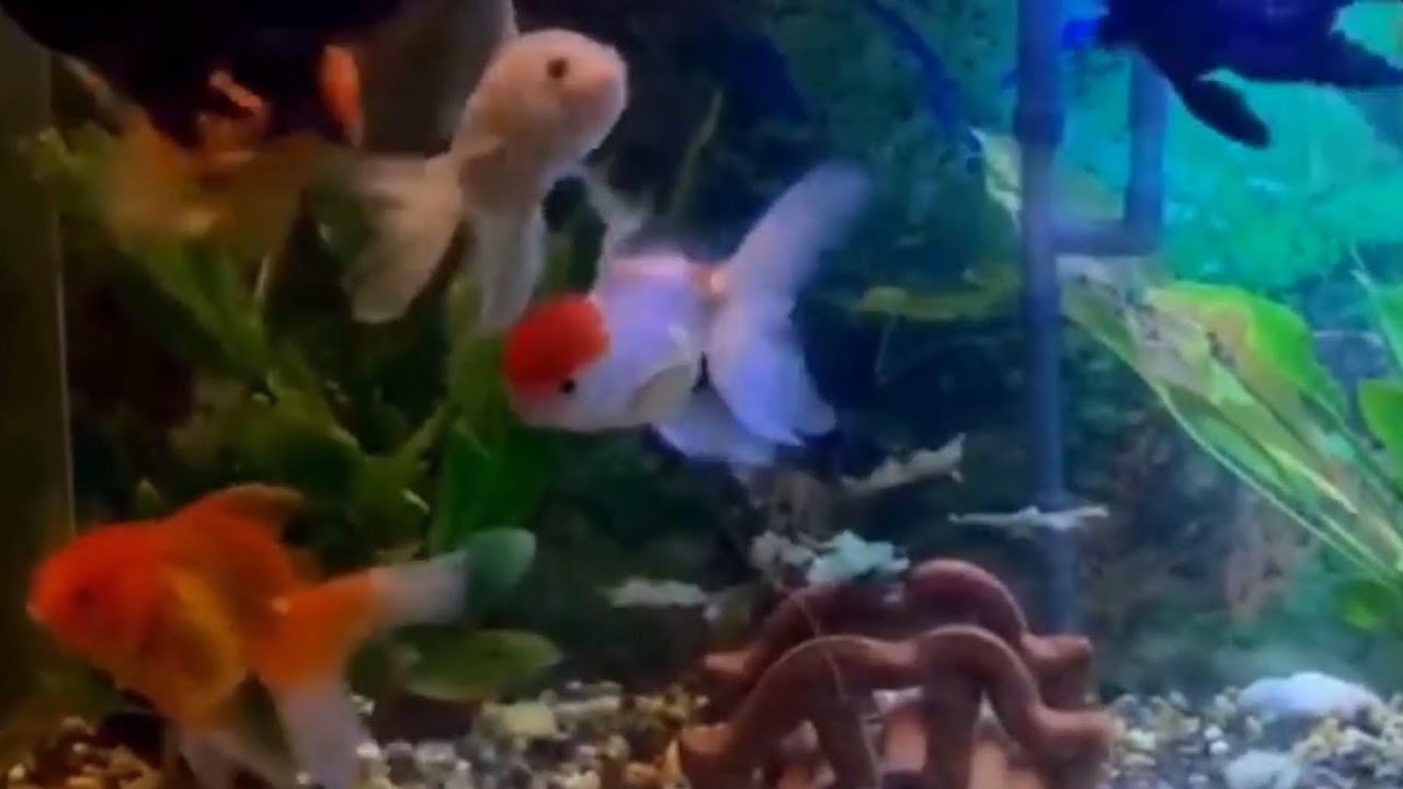 Goldfish Aquarium Colorful Fish Tank Cat TV [10 Hours] YouTube