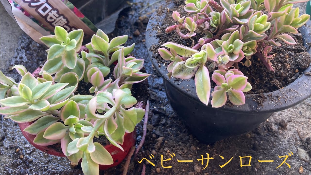 ベビーサンローズの植え替えと挿木 Youtube