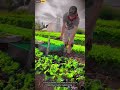 Vegetable Tip Cutting | Worker Trimming Fresh Vegetable Shoot #skilledworkers #farming