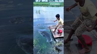 This Giant Grouper Almost Pulls the Kid In #fishing #viralvideo #trendingshorts