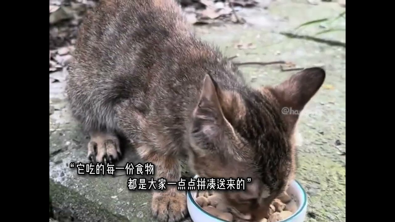 小猫遇到了一群心软的“大神”，最强《招生简章》成都中医药大学是非常神秘的地方#流浪猫 #流浪猫救助 #温暖