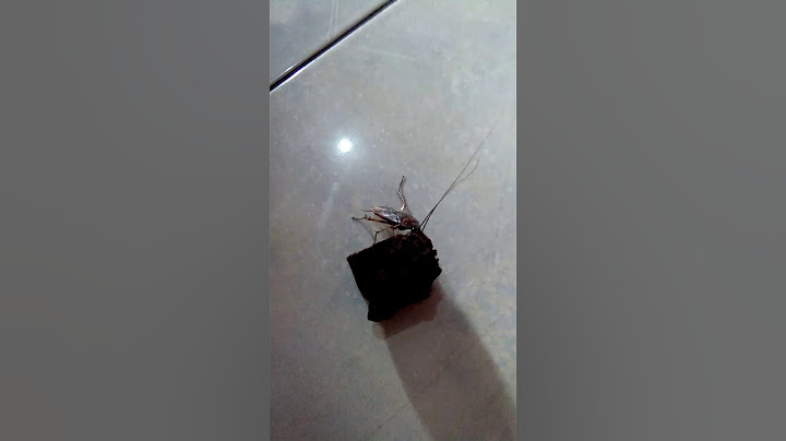 Kecoak makan kue ultah😂