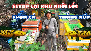 Setup Lại Khu Nuôi Lóc Form Cá Lóc Yellow Sentarum Ngoài Trời Bằng Thùng Xốp