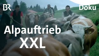 20 Kilometer Alpfahrt: Einer der längsten Alpauftriebe im Allgäu | Schwaben & Altbayern | BR