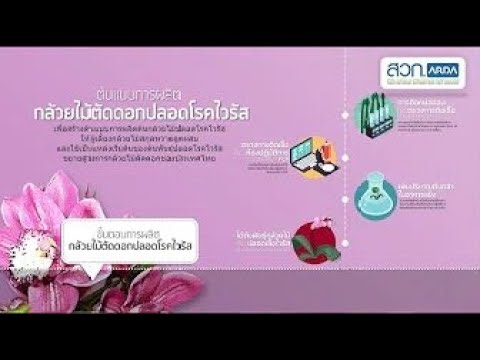 ส่งออกกล้วยไม้ให้ได้ผลดี ต้องทำอย่างไร