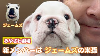 【みやざわ劇場】新メンバー登場！おつかいシリーズ:ブルドッグジェームズくんの来孫🐶新ユニット！？【チョコモナカジャンボ】