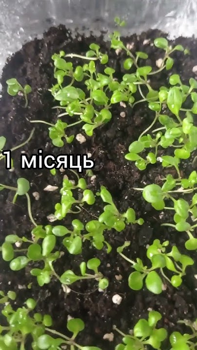 Цинерарія Сільвер Фоллс: розсаді 1 місяць #plants #цинерарія # ...
