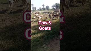 goat farm business in Pakistan | goat milk and honey | cow cheese and meet #foodfarm #goatfarming