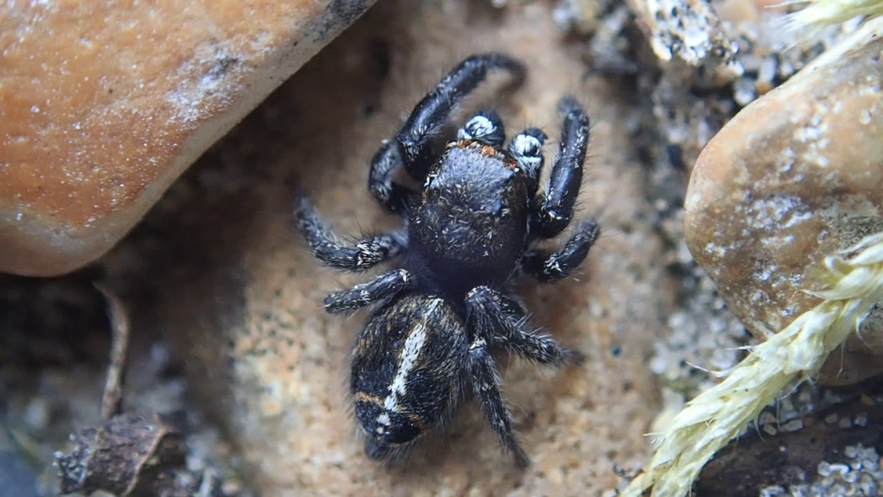 Pellenes tripunctatus YouTube