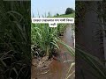 खरी श्रीमंती... #agriculture #farming #shetkari #viral