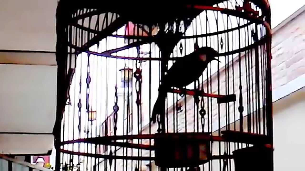 เพลงดังฟังชัด ซอฮู้ Sweet song of Black throated laughingthrush เพลง