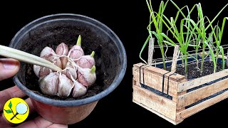 How to Grow GARLIC in a Box - 2 Substrates and Stake