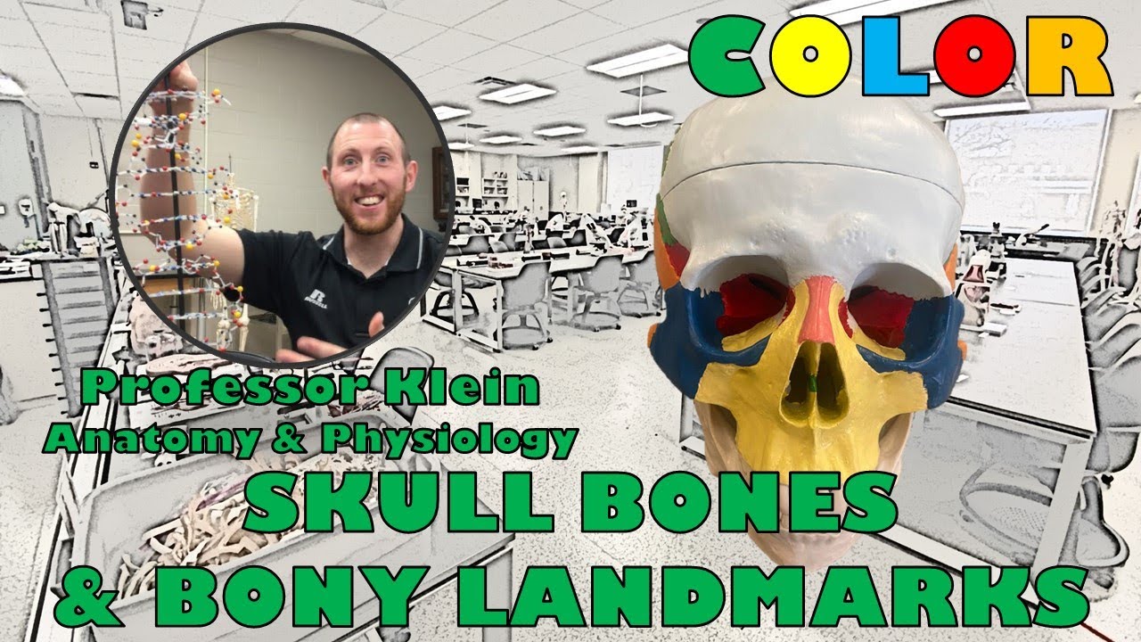 Skull in Color (Bones & Bony Landmarks) - YouTube