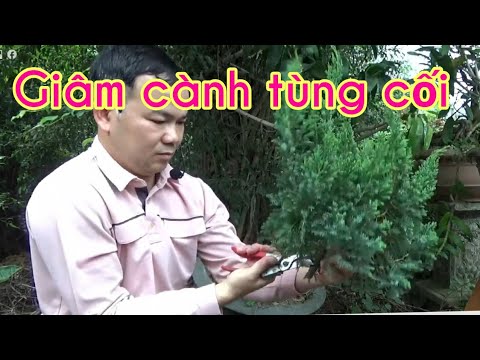 Video: Juniper đa dạng: hình ảnh và chăm sóc