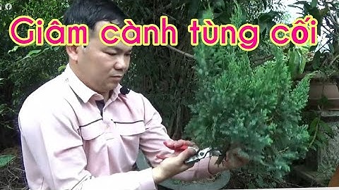 Grow Juniper branches easily without chamicals - Giâm cành tùng cối đơn giản không dùng thuốc