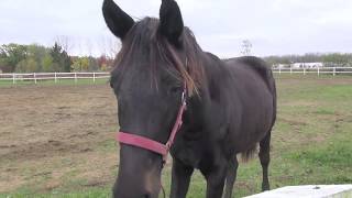 TOTAL TEMPTATION MKF (Tailormade Temptation/ES Sam Steele/Eichendorff) - 2016 GOV Colt
