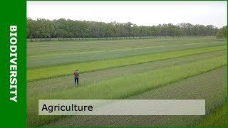 Download Lagu Biodiversity and agriculture (with Dirk van Apeldoorn) MP3